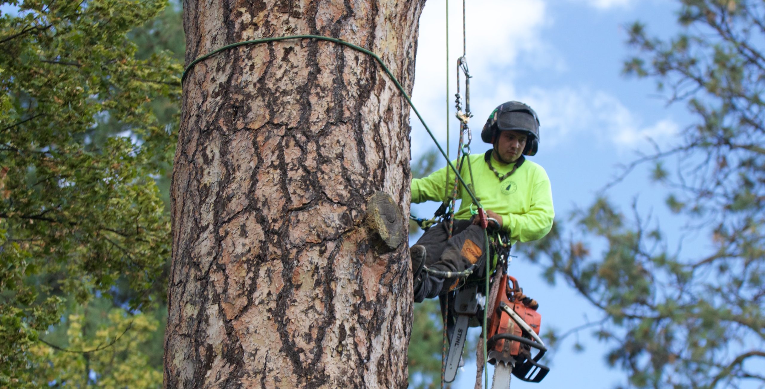 Tree Services for Large Estates vs. Small Yards: What You Need & Why It Matters